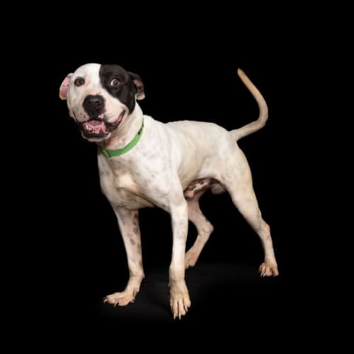 Chico