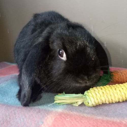 Georgie