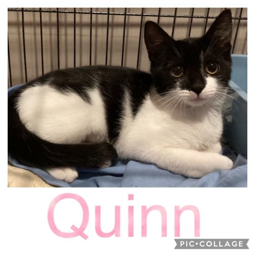 Quinn