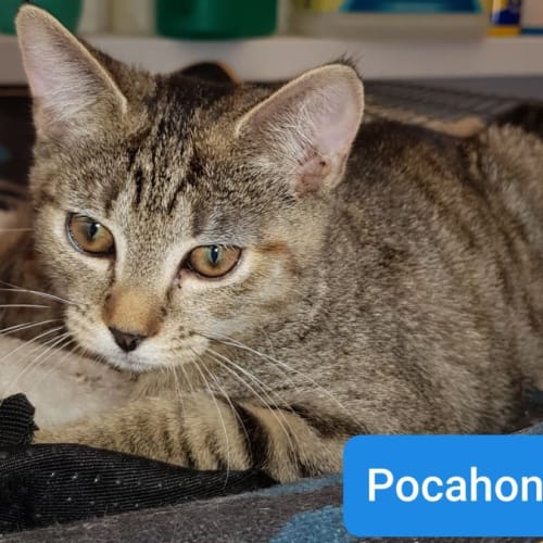 Pocahontas ** 2nd Chance Cat Rescue**