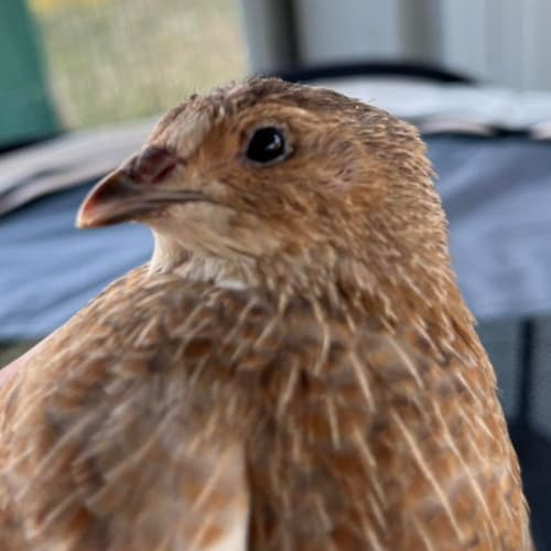Quails
