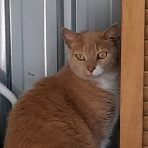 Lucille
