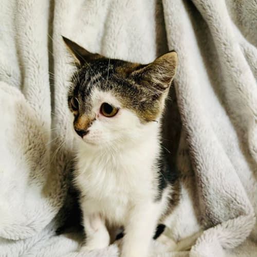 Ella - Located in Cranbourne