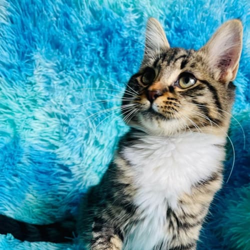 Lexie - Located in Cranbourne