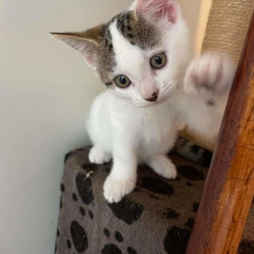 Pebbles