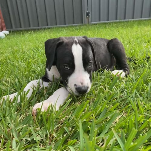 Phantom ~ Boxer X Staffy Puppy(On Trial 12/4/22)