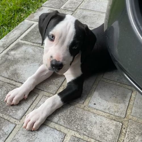 Phoenix ~ Boxer X Staffy Puppy(On Trial 9/4/22)