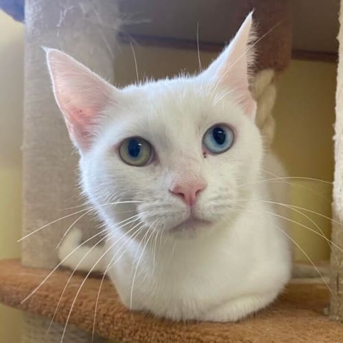 Delilah
