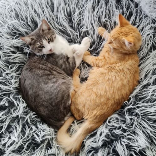 Caspian and Lilly Rose