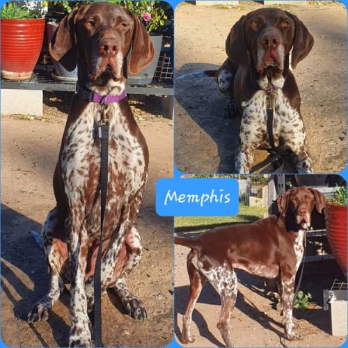 Memphis