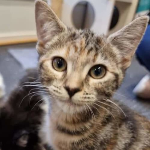 Gizmo