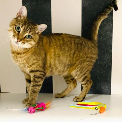 Zoe - Located in Northcote