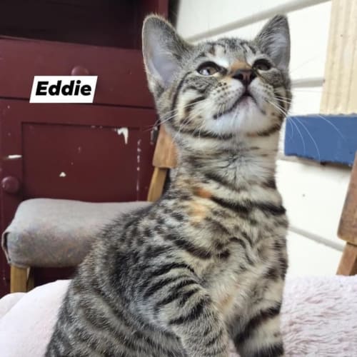Edwina