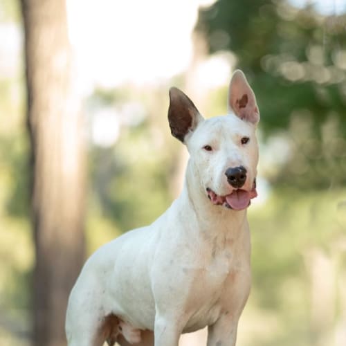 Ollie