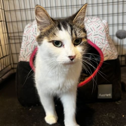 Domino **2nd Chance Cat Rescue**
