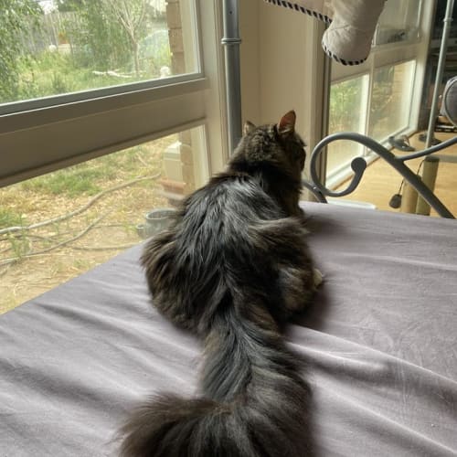Mr Boots