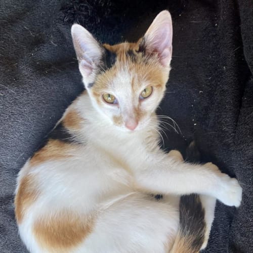 senior cats for adoption melbourne