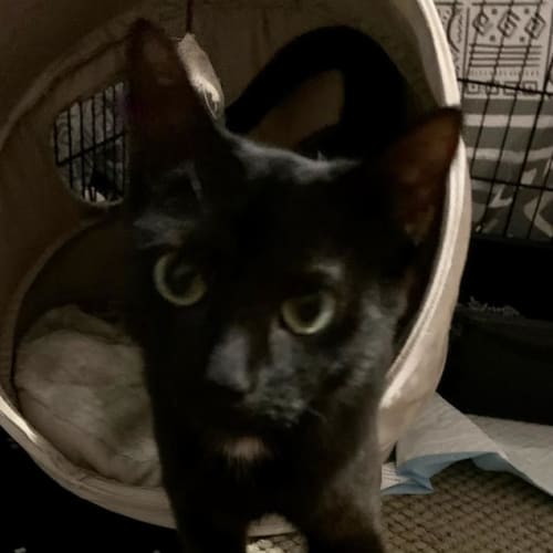 Shadow Panther