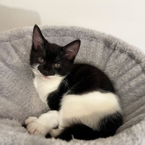Oreo **2nd Chance Cat Rescue**