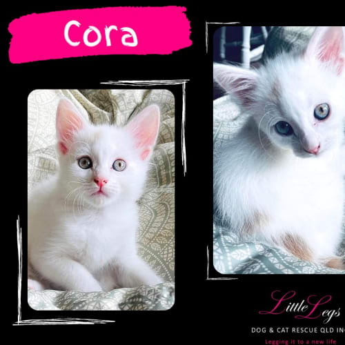Cora