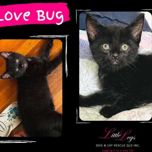 Love Bug