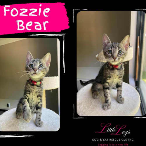 Fozzie Bear