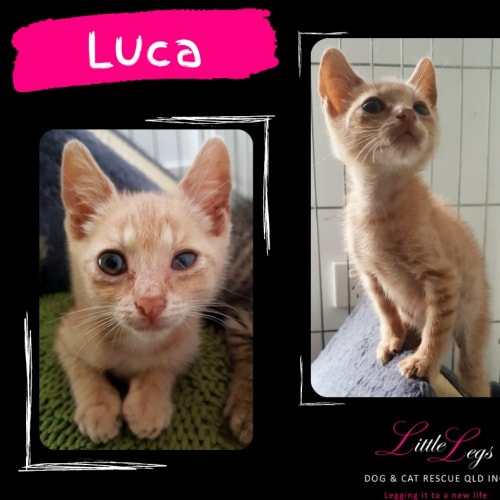 Luca