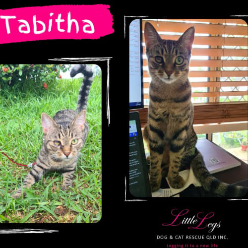 Tabitha