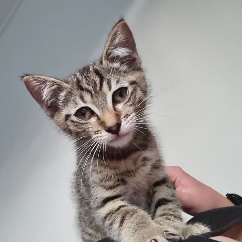 Tiny Tim