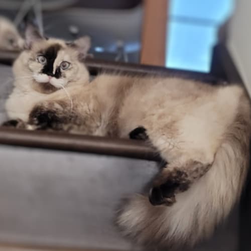 Belle