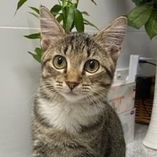Elsie