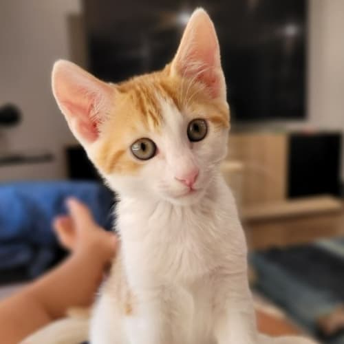 Evan