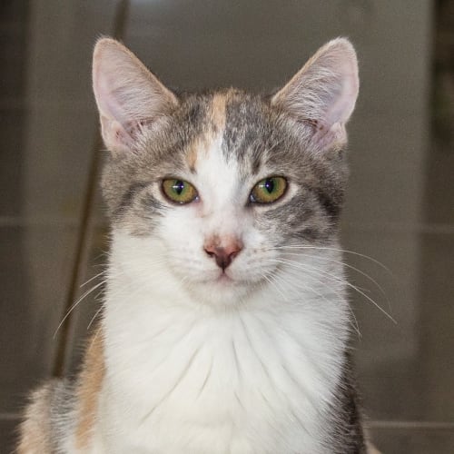 SAFE Karratha (Saving Animals From Euthanasia) PetRescue