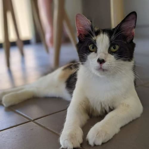 SAFE Karratha (Saving Animals From Euthanasia) PetRescue