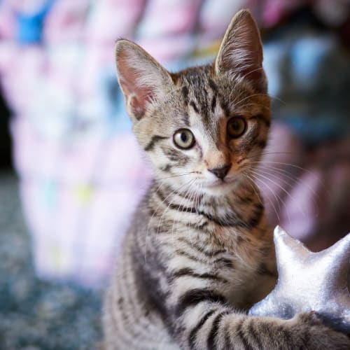 Lynx