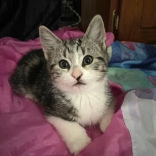 Flopsy