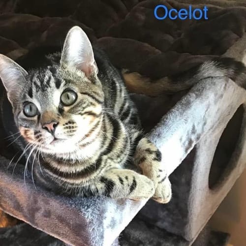 Ocelot