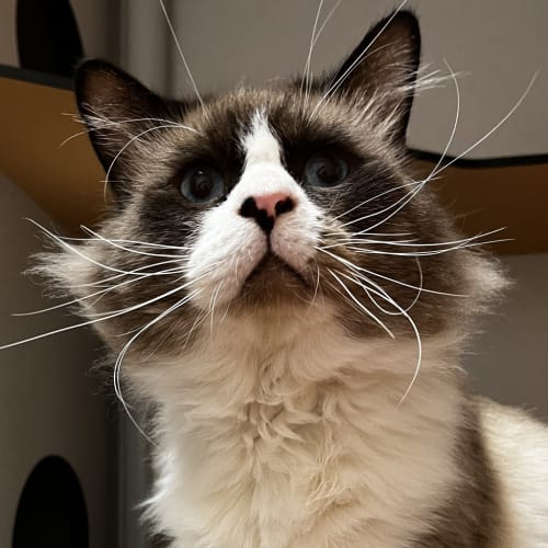 Leonardo