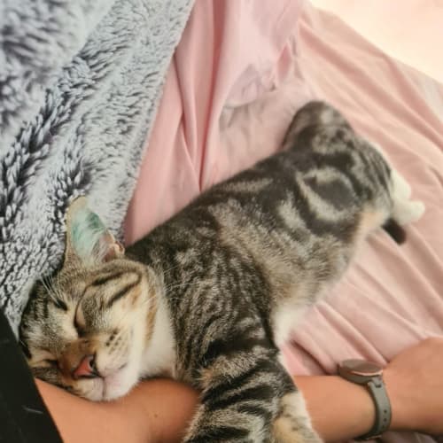 Neko