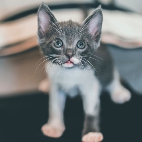 Snickers