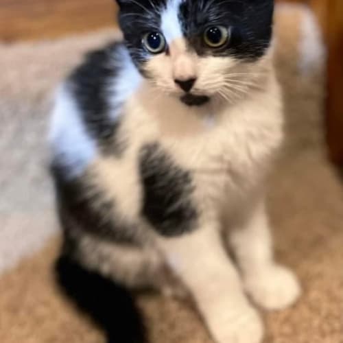 Trixie - Ulverstone