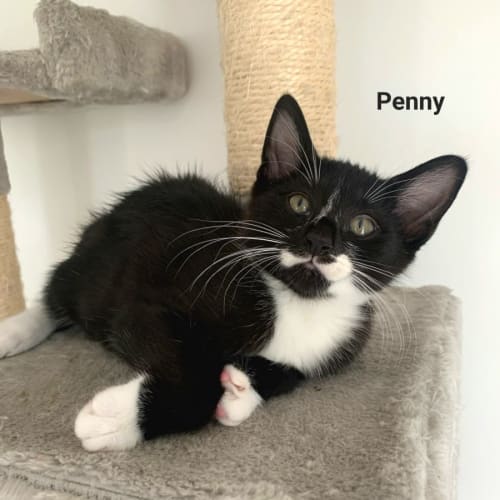 Penny