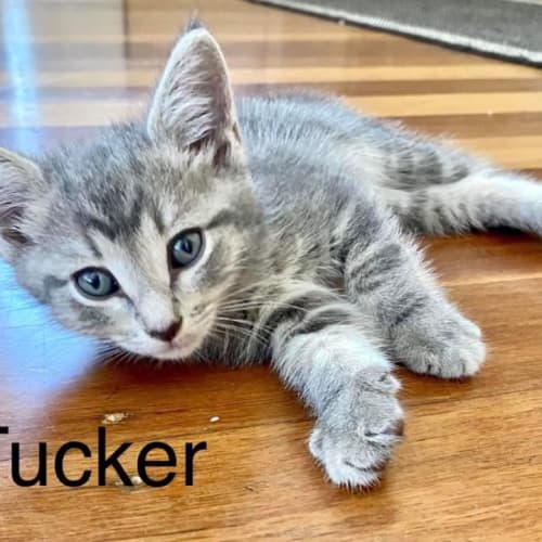 Tucker