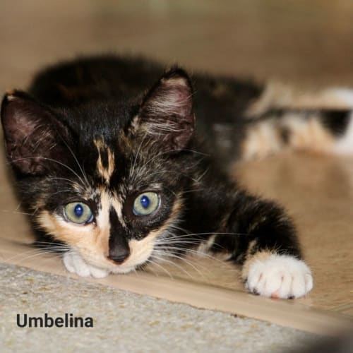 Umbelina