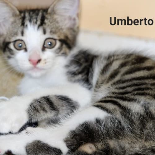 Umberto