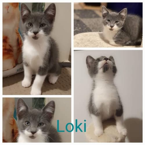 Loki