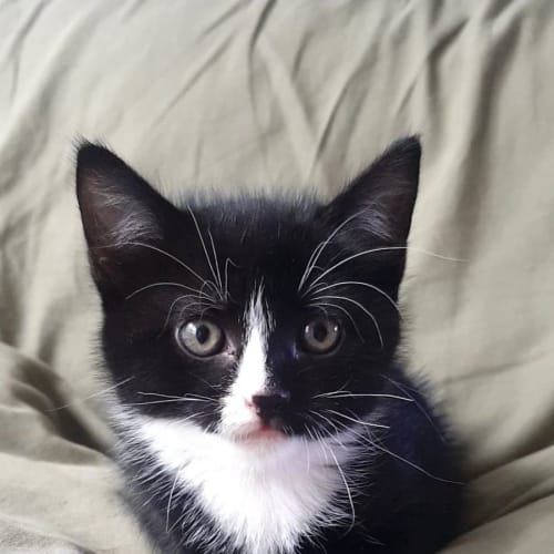Bean