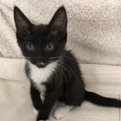 Pip