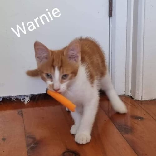 Warnie