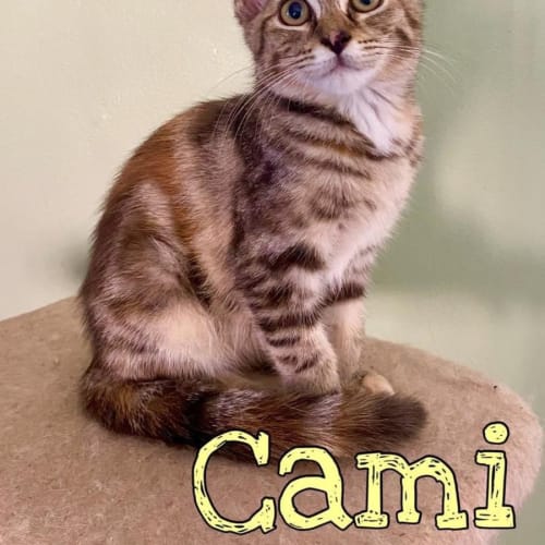 Cami